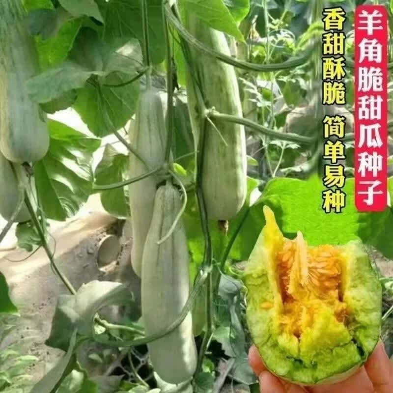 羊角蜜种子甜瓜种籽羊角酥香瓜种籽早熟品种四季瓜果蔬菜种子阳台