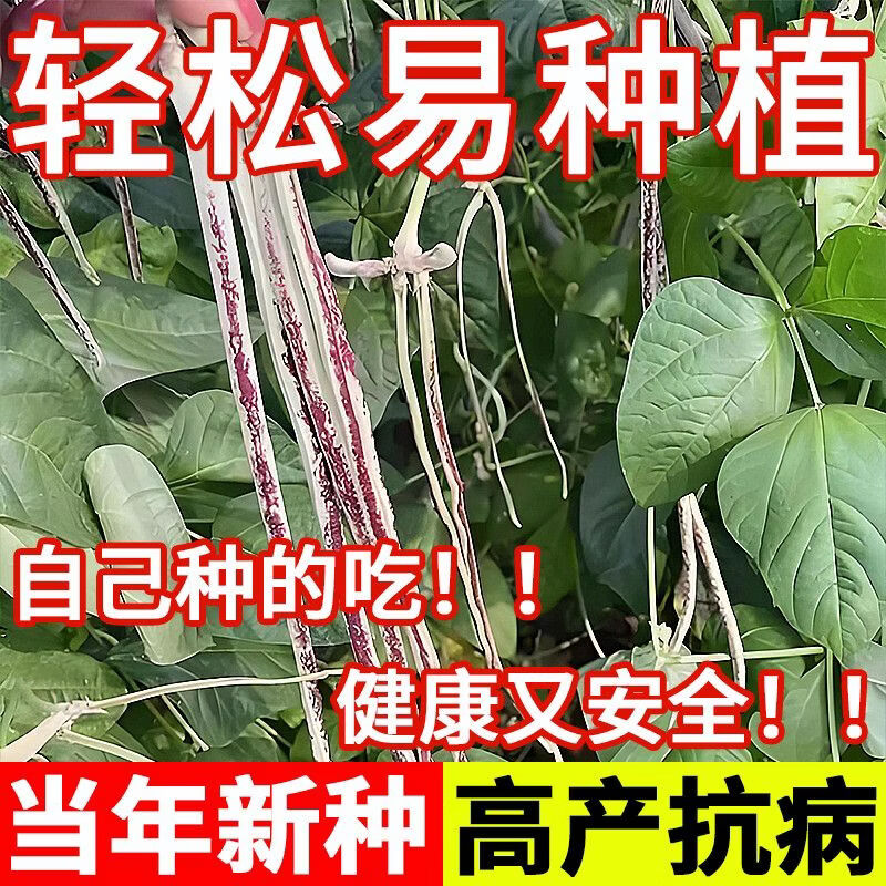 龙纹花豆角种子花豹豇豆种子八月豆角籽种孑四季豇豆子正宗架豆角