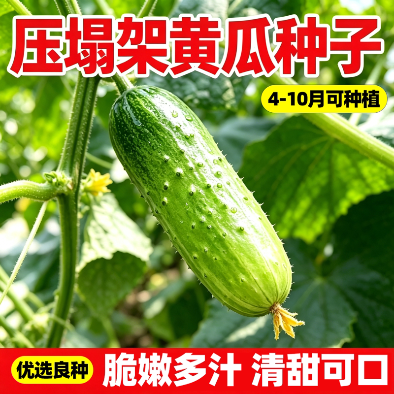 压趴架水果黄瓜种子高产春秋旱黄瓜种籽四季大棚阳台盆栽蔬菜种子