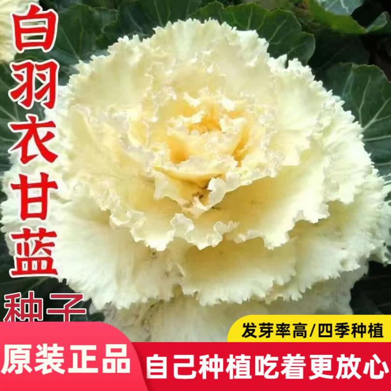 白羽衣甘蓝种子食用观赏白色羽衣甘蓝种子农家菜园白甘蓝蔬菜种子