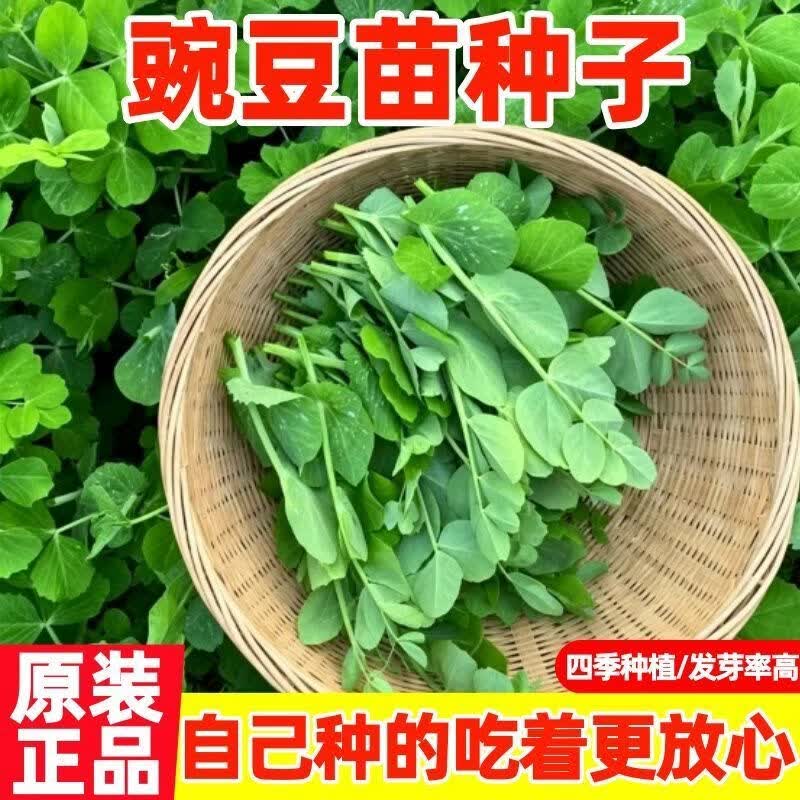 豌豆种子甜豌豆苗种籽专吃豌豆尖四季播种可水培阳台盆栽蔬菜种孑