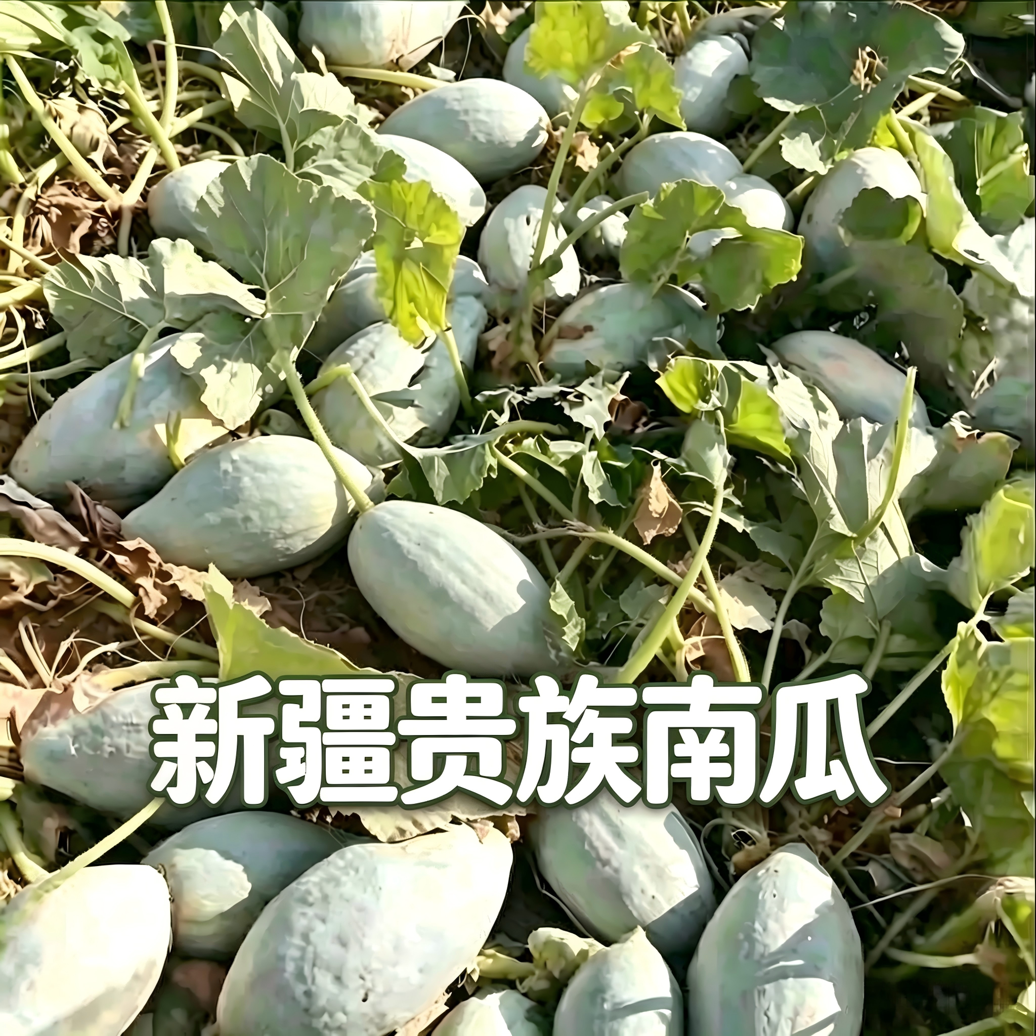 新疆原产地贵族南瓜沙漠老南瓜