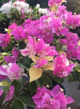 三角梅 斑红樱 原盆栽种带盆扦插小苗  庭院  阳台 攀爬