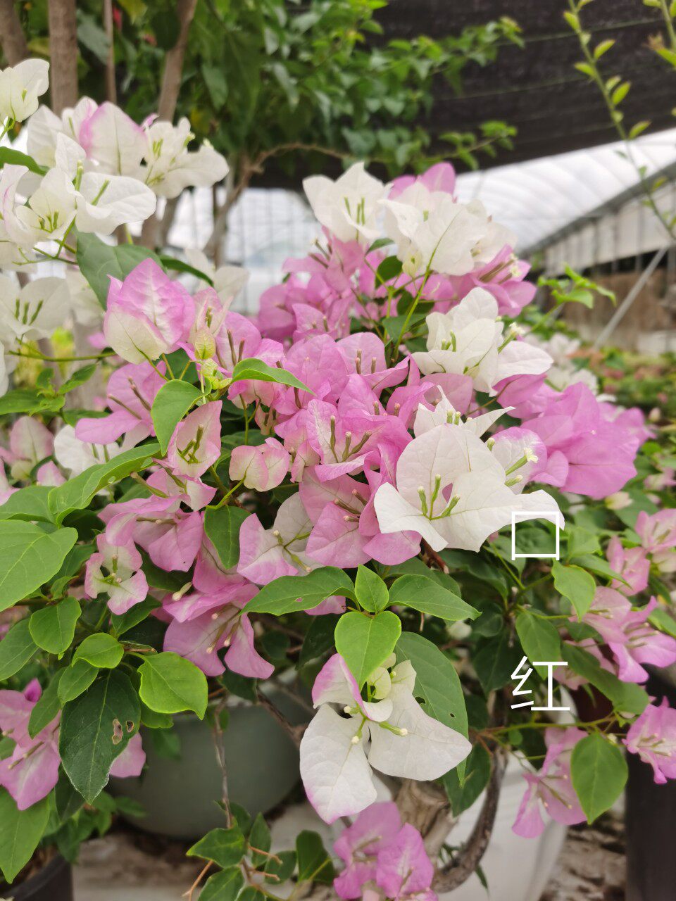 三角梅 口红(夏天会开白色花)原盆栽种扦插小苗  庭院 攀爬