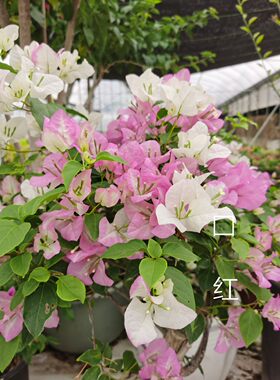 三角梅 口红（夏天会开白色花）原盆栽种扦插小苗  庭院 攀爬