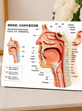 实用医学生人体咽部构造知识科普摆台门诊办公桌面装饰摆件