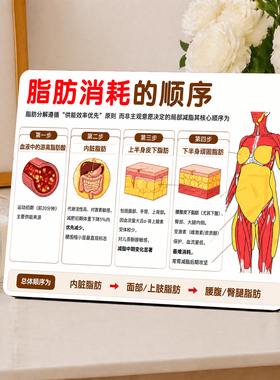 脂肪消耗顺序桌面摆台减脂减肥知识科普装饰牌客厅办公室健身摆件
