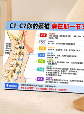 颈椎C1-C7理疗科普桌面摆件