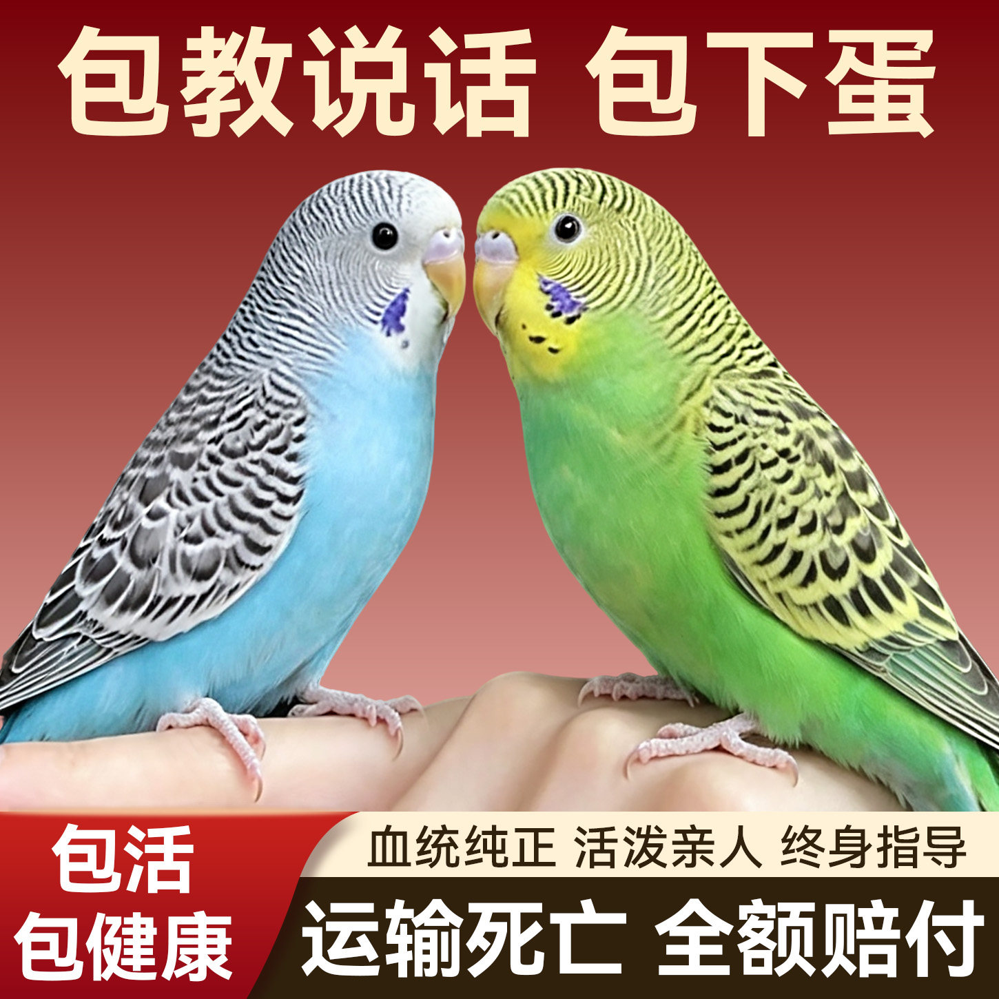 【包说话包繁殖】虎皮鹦鹉一对