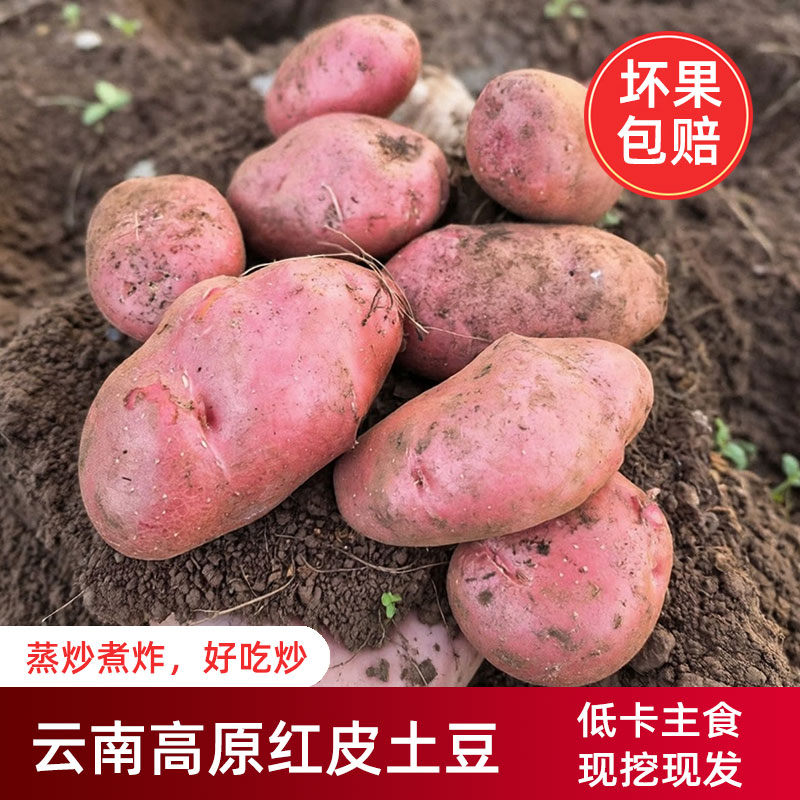 云南土豆 新鲜高山红皮黄心小土豆蒸着吃现挖洋芋沙面粉糯马铃薯