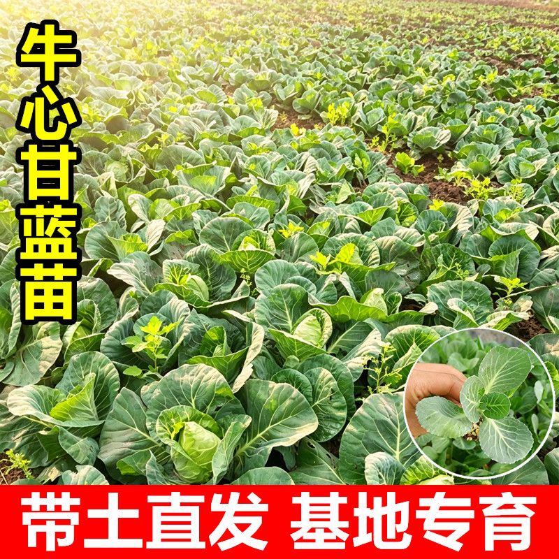 高产脆甜甘蓝苗种植阳台庭院易活蔬菜秧苗新手友好带土发货
