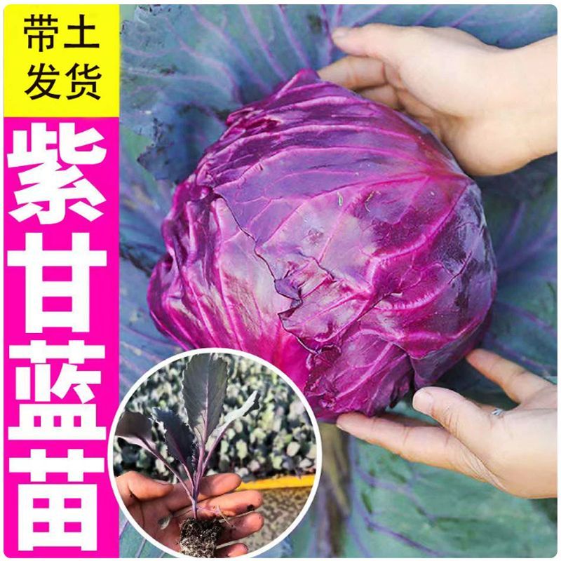 高产脆甜紫甘蓝苗种植带土直发阳台庭院易活蔬菜秧苗种子新手友好