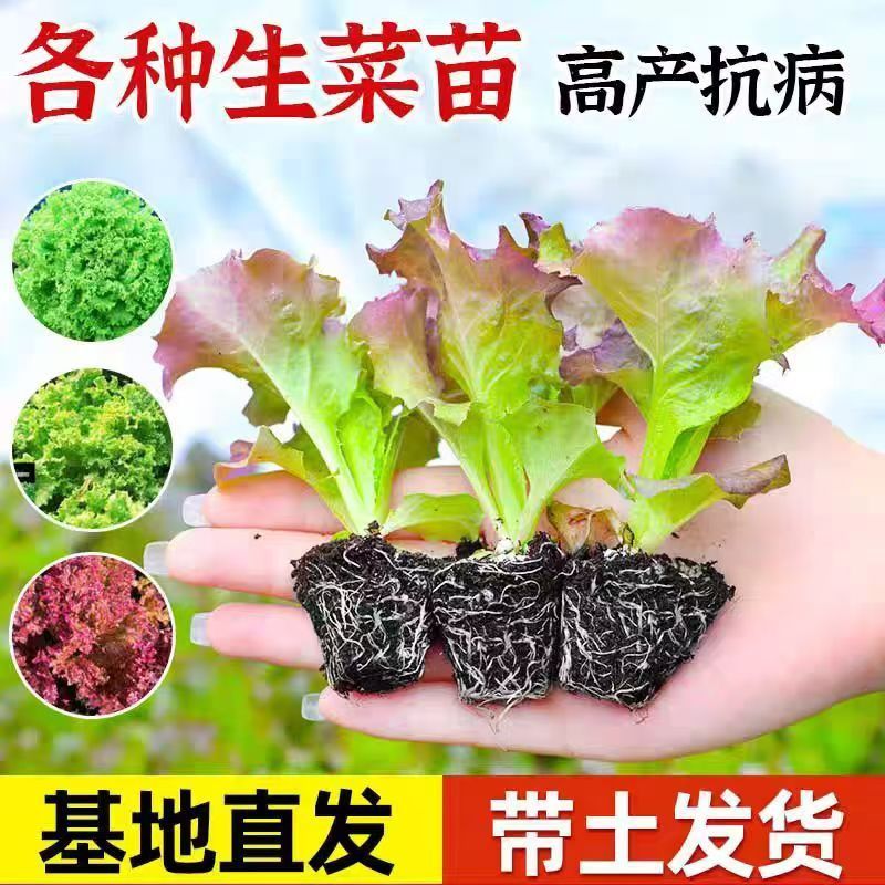 紫叶生菜苗各种生菜苗种子种植带土发货生吃沙拉脆嫩盆栽养殖阳台