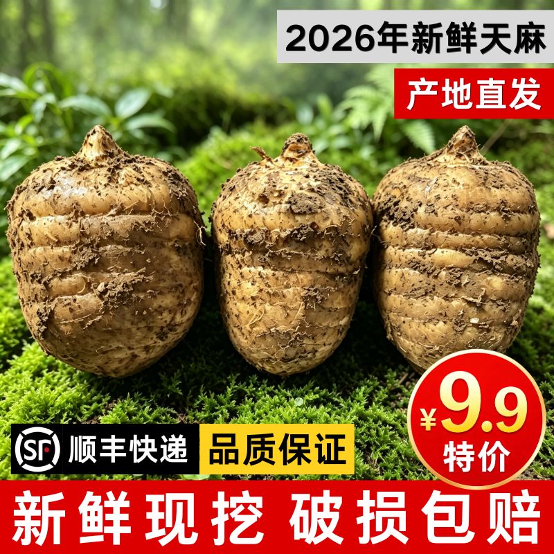 正宗贵州深山现挖新鲜天麻特级