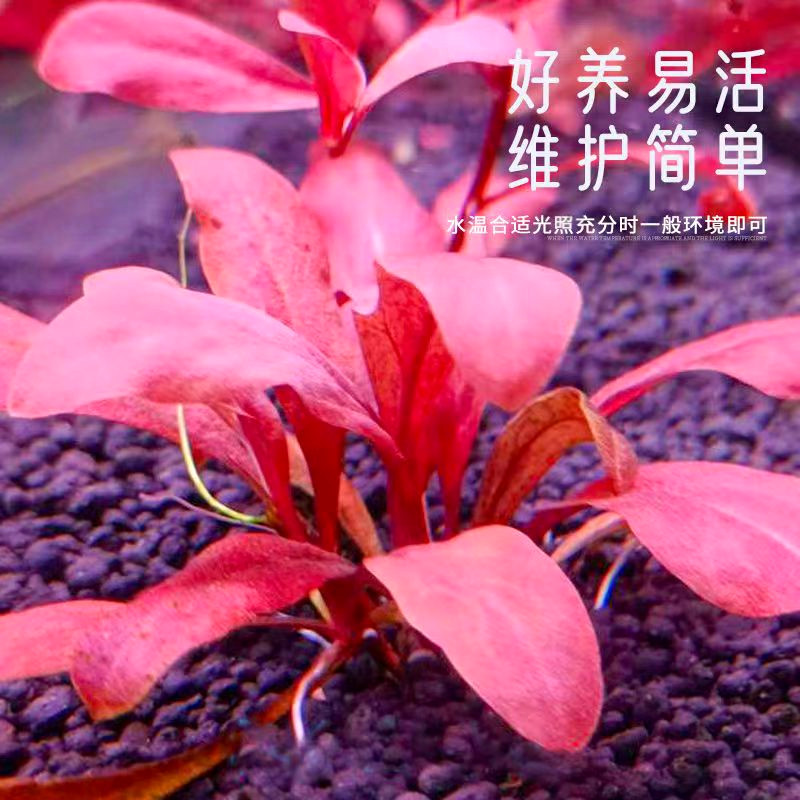 极乐鸟水草 新手易养无需碳源 淡水缸前景迷你红色活体水草