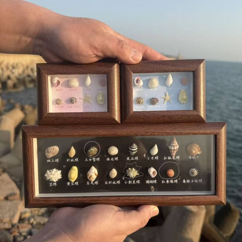 天然贝壳海螺diy制作标本挂画手工艺品摆件相框家居创意装饰制品