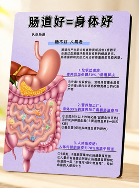 肠道健康科普店用摆件引流拓客