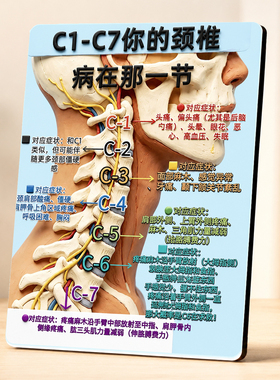 C1-C7颈椎病症对应科普展示画框推拿养生馆按摩店装饰摆件