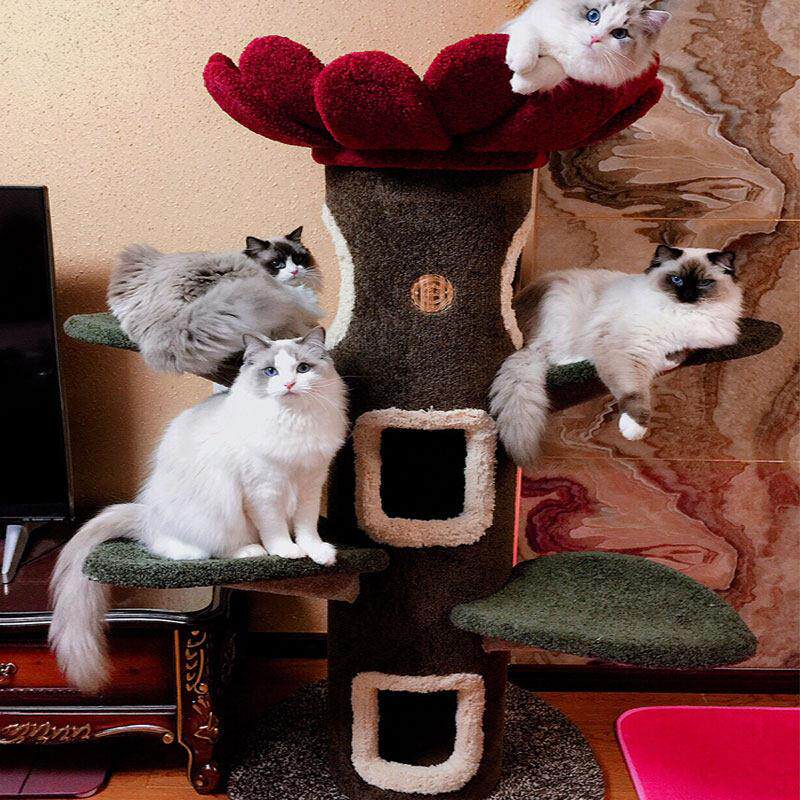 斑点家庭猫攀爬框架向日葵猫树猫城堡猫树猫树猫巢定制