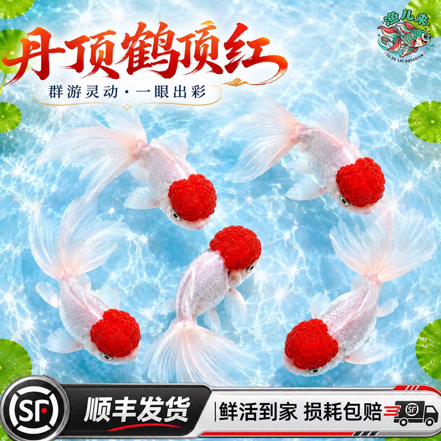 顺丰鸿运当头金鱼鹤顶红狮子头观赏鱼活体冷水淡水鱼活鱼好养耐活图片
