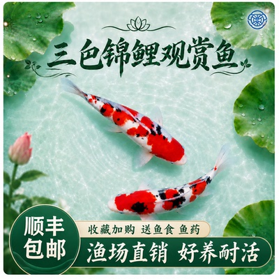 精品锦鲤活鱼纯种观赏鱼红白大正三色鲤鱼金鱼招财冷水淡水耐活