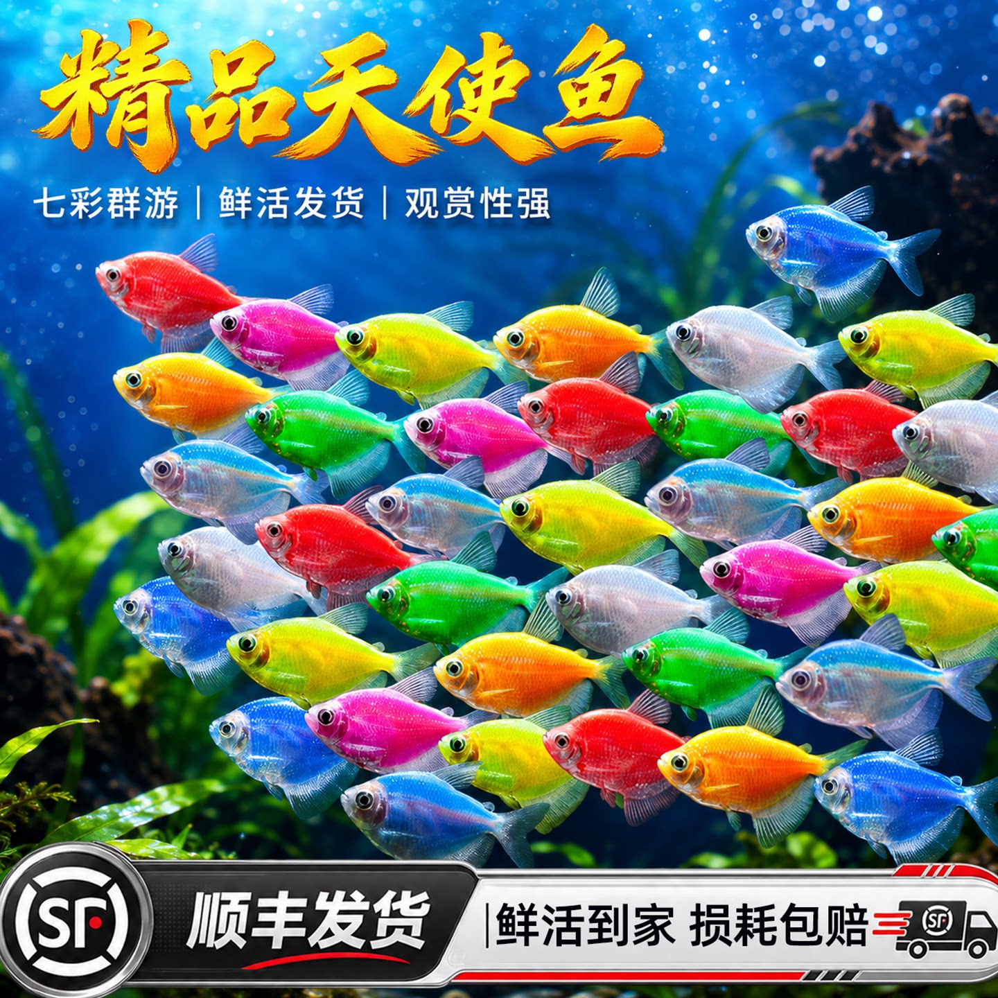 精品七彩天使鱼大号观赏鱼热带鱼群游小型淡水好养耐活孔雀斑马鱼