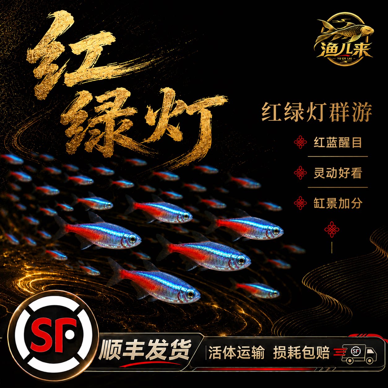 红绿灯鱼热带红绿灯观赏鱼好养耐活鱼宝莲灯鱼灯科淡水小型群游鱼图片
