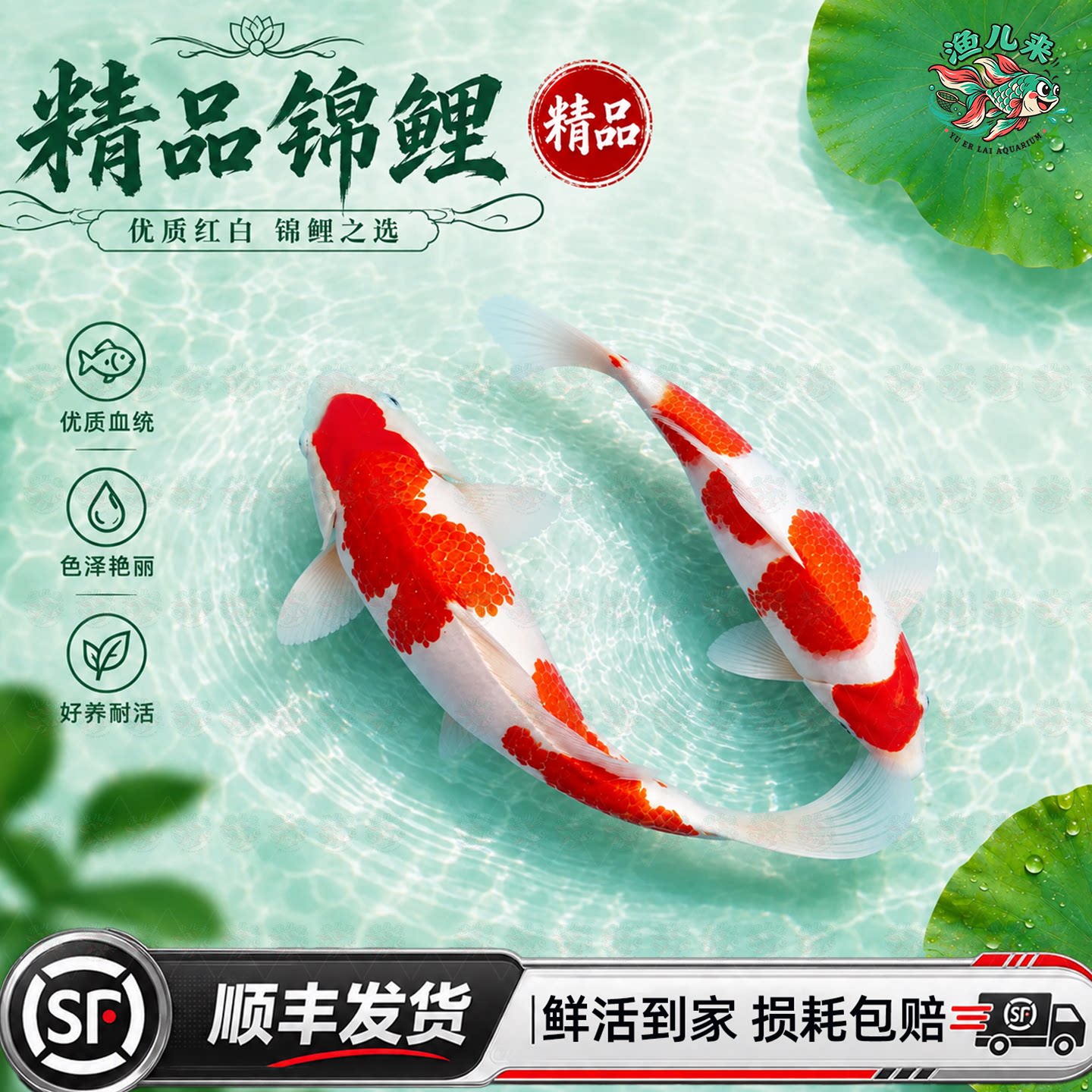 锦鲤活体观赏鱼好养耐活图片