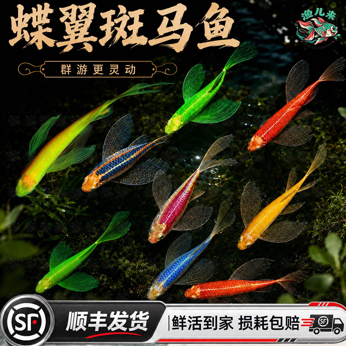 蝶翼斑马鱼长尾荧光糖果小型热带淡水观赏鱼活体鱼苗冷水彩色小鱼