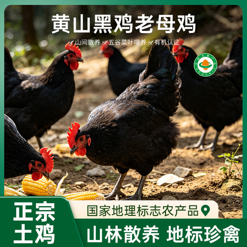 益献仁黄山有机黑鸡老母鸡1010g谷物喂养新鲜现杀散养土鸡月子鸡