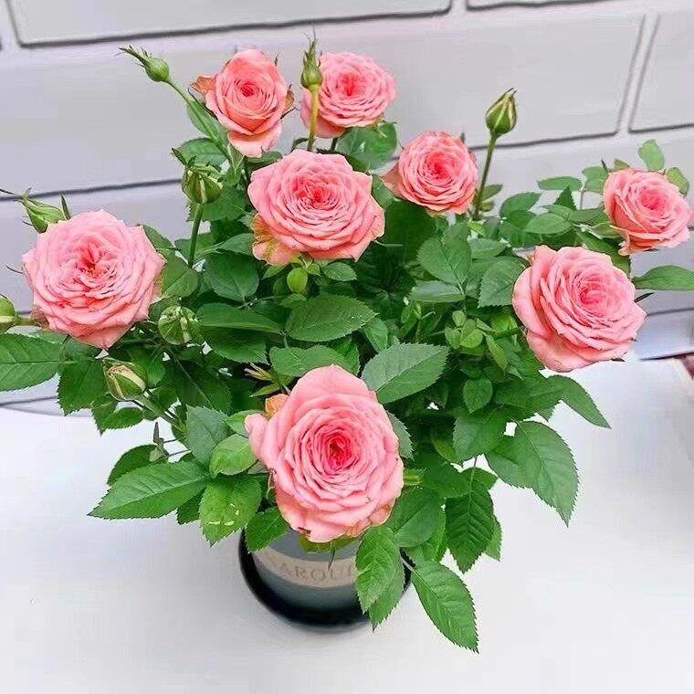 玫瑰花苗大花带花苞花卉观花绿植物盆栽月季蔷薇室内庭院阳台四季