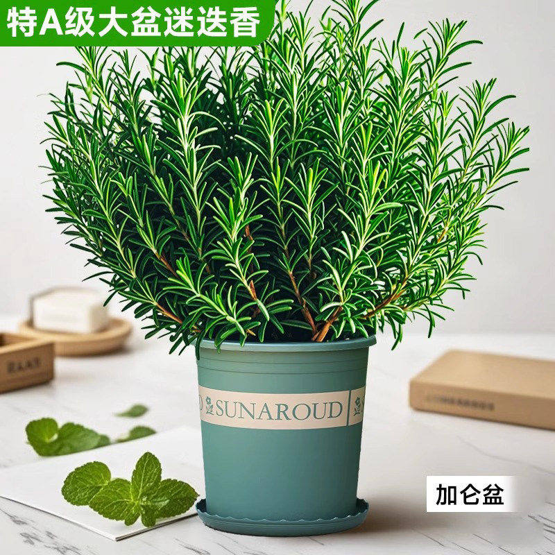 迷迭香盆栽可食用薄荷苗大盆牛排专用驱蚊草新鲜绿植室内盆栽四季