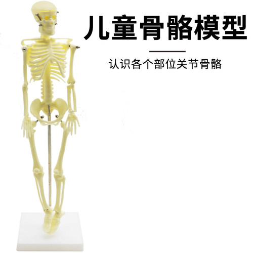 儿童骨骼模型(42cm)人体骨骼模型可活动拆卸拼装小学科学教具生物