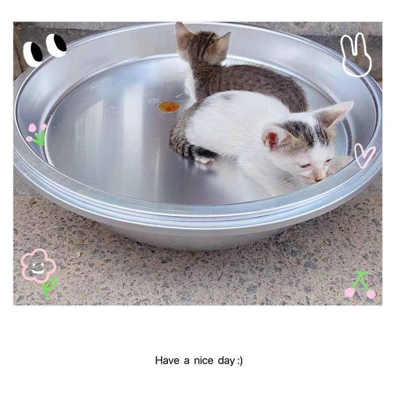 猫猫夏日降温神器!组合特厚铝托铝盆加冰块冰袋冰水散热降温猫窝