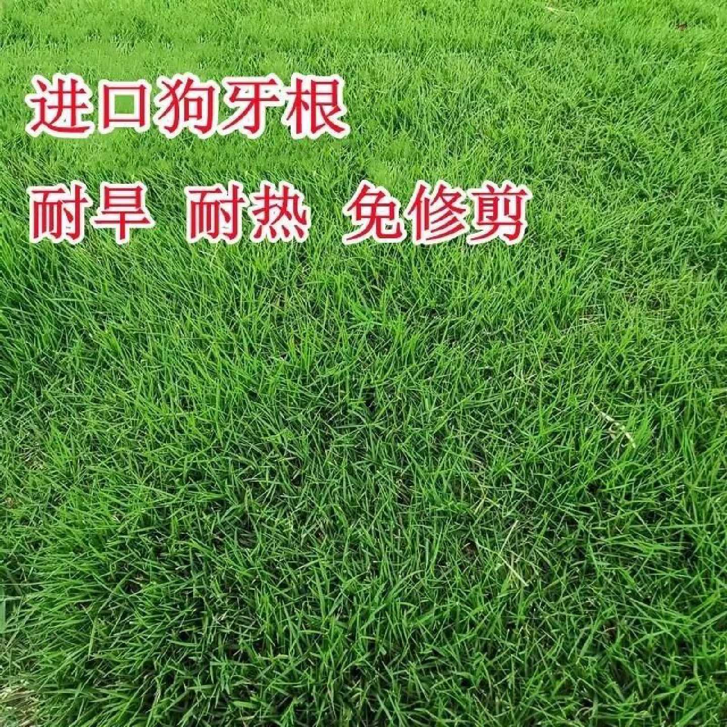 狗牙根草坪种子草籽四季常青护坡固土耐热耐旱耐践踏庭院绿化草种