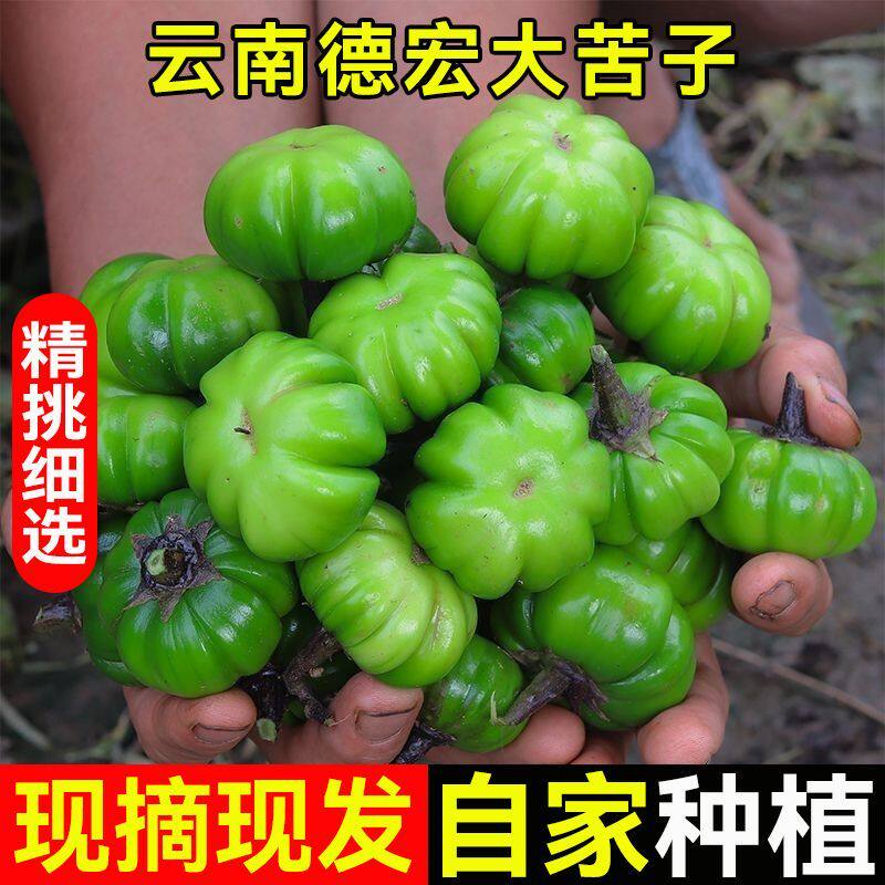 云南德宏新鲜大苦子果傣味苦茄本地山野蔬菜炒肉舂菜特色食材现摘