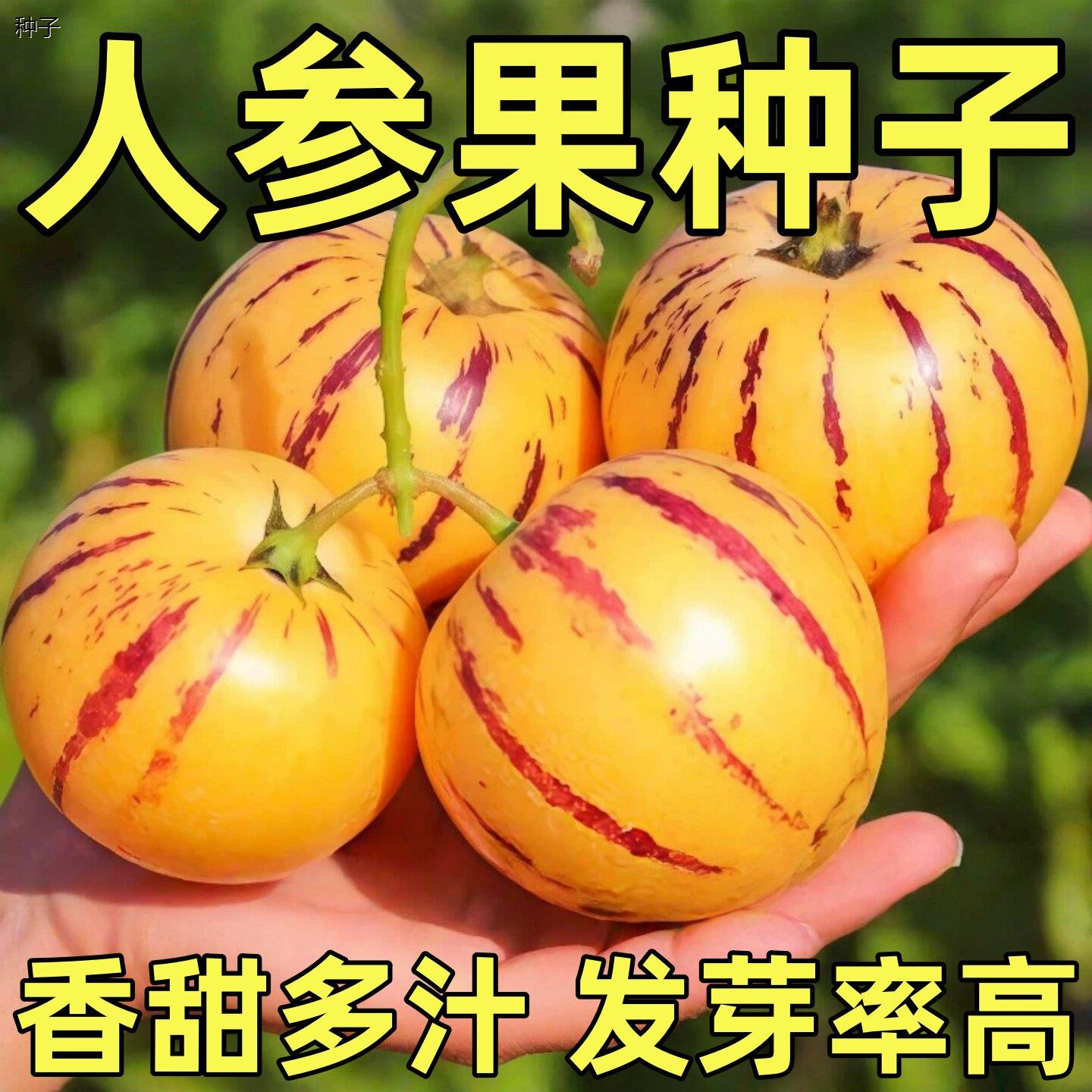 正宗人参果种子多年生水图片
