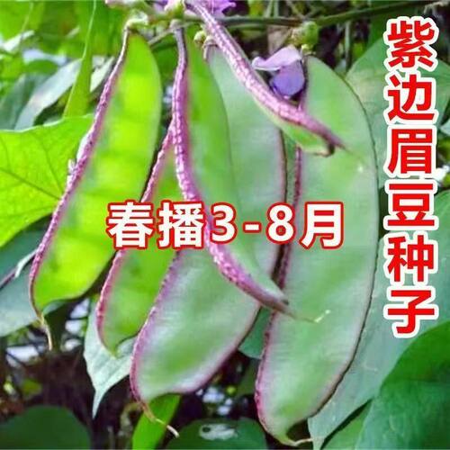 老品种紫边眉豆种子大宽