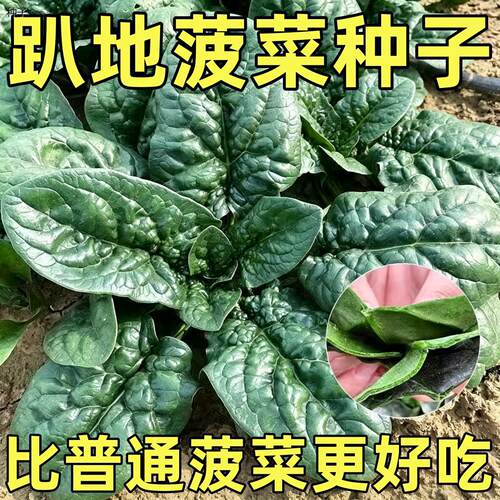 趴地菠菜种子南北方种植