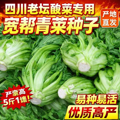 宽帮青菜种子春秋四季高
