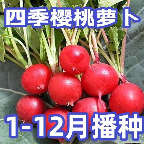 樱桃萝卜种子红小耐热寒