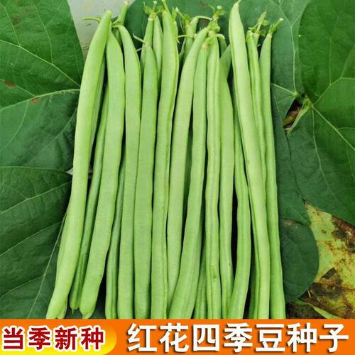 老品种红花四季豆种子田