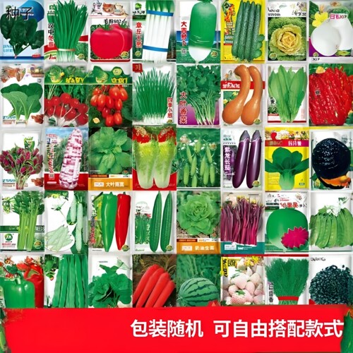 蔬菜种子大全生菜辣椒荆
