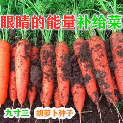 胡萝卜种子夏秋季甜脆三