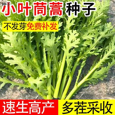 小叶茼蒿种子大全农家籽
