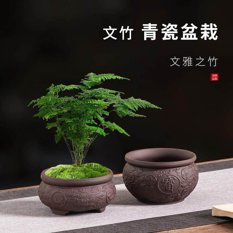 陶瓷紫砂花盆文竹专用花盆新中式家用创意发财树绿植盆禅意招财盆