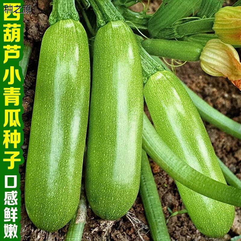 西葫芦瓜种高产绿皮西葫芦种子菜葫芦籽种春秋耐2元好物包邮0.01