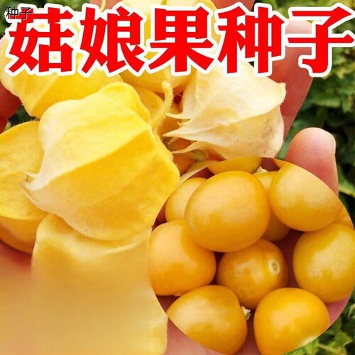 农家小菇娘小黄姑娘果种