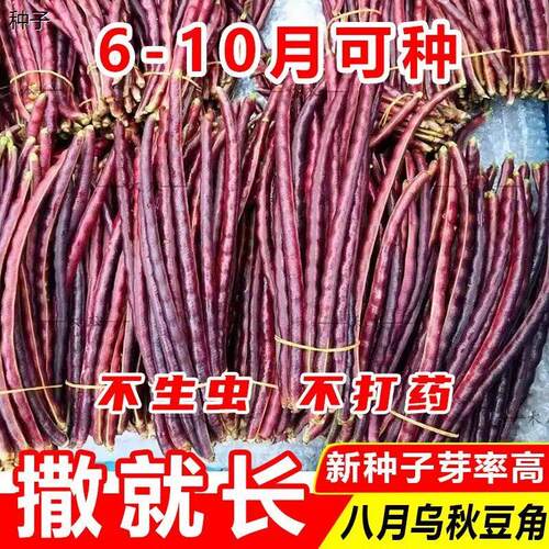 满地红无架豆角种子紫红