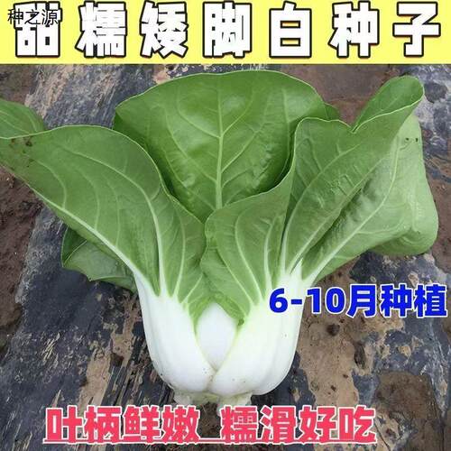 甜糯矮脚白菜种子春季播
